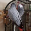 African Grey Parrot (Psittacus erithacus)
