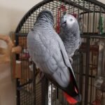 African Grey Parrot (Psittacus erithacus)