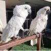 Umbrella Cockatoo (Cacatua alba)
