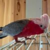 Galah Cockatoo (Eolophus roseicapilla