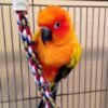 Sun Conure