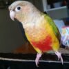 Green-Cheek Conure (Pyrrhura molinae)