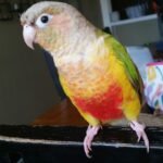 Green-Cheek Conure (Pyrrhura molinae)