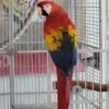 Remarkable Scarlet Macaw with an Extraordinary Presence