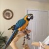 🦜 Blue and Gold Macaw (Ara ararauna)