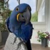 Hyacinth Macaw